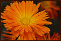 orange-flower