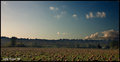 pumpkin-fields