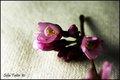 Blossoms