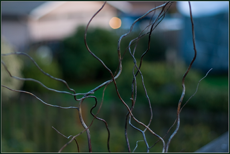 branches