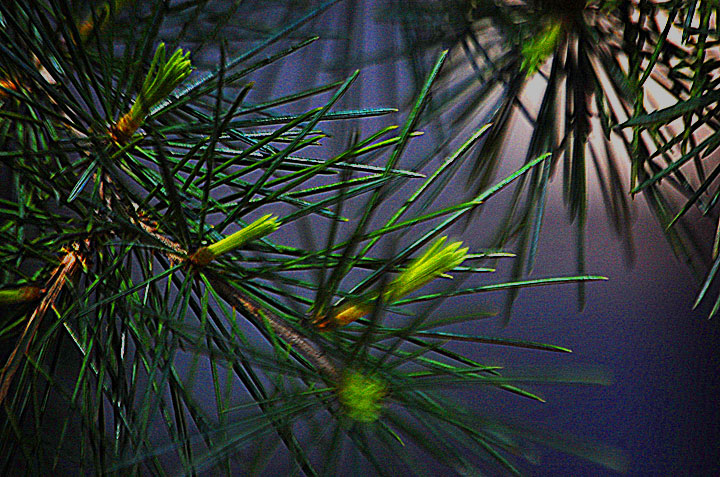 sunset-through-branches