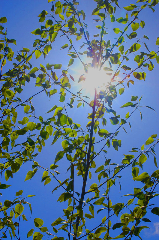 sun-through-the-trees