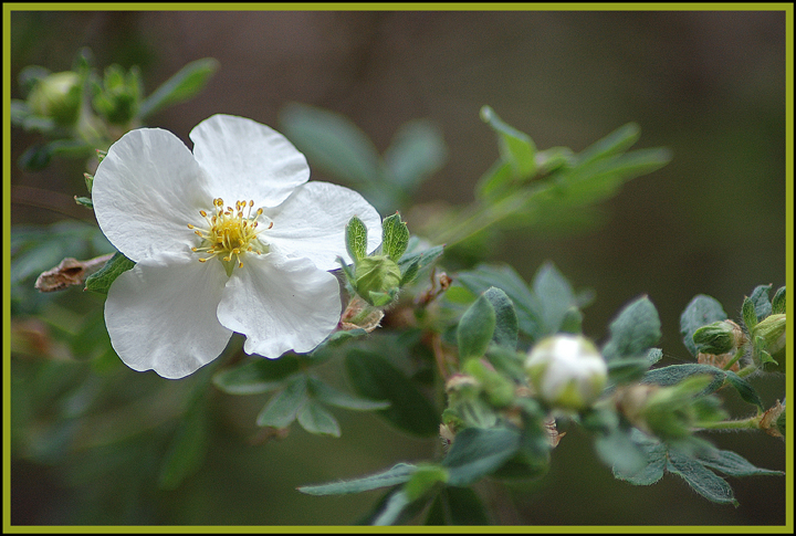 white flower