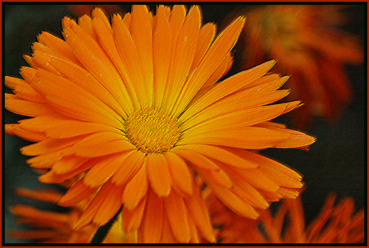 orange-flower