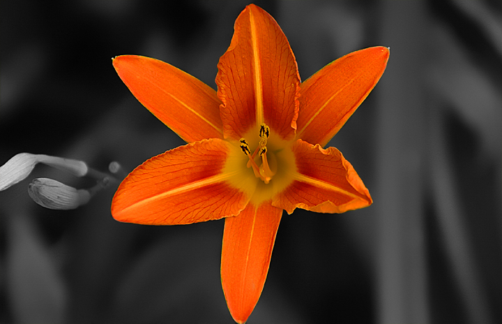lilly