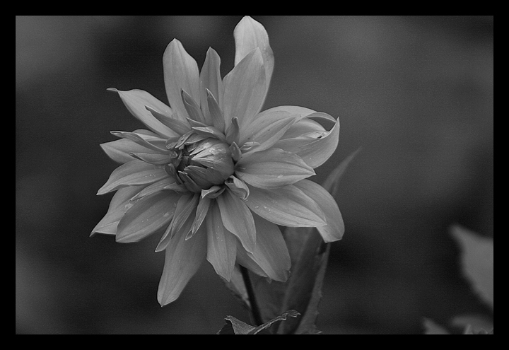 bw-flower