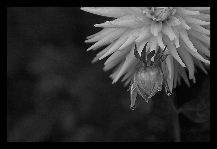 rain-drops