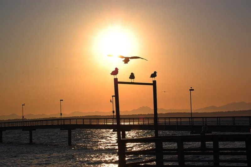 Waiting Seagulls