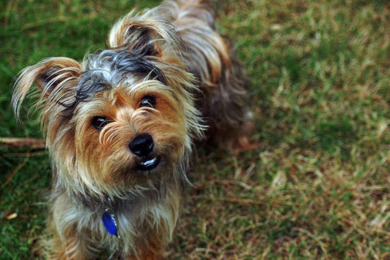 A Happy Dog