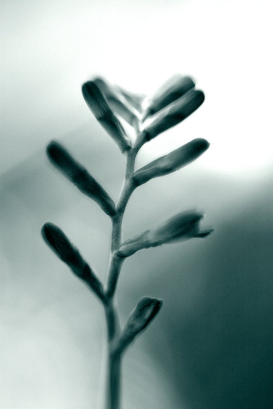 Buds