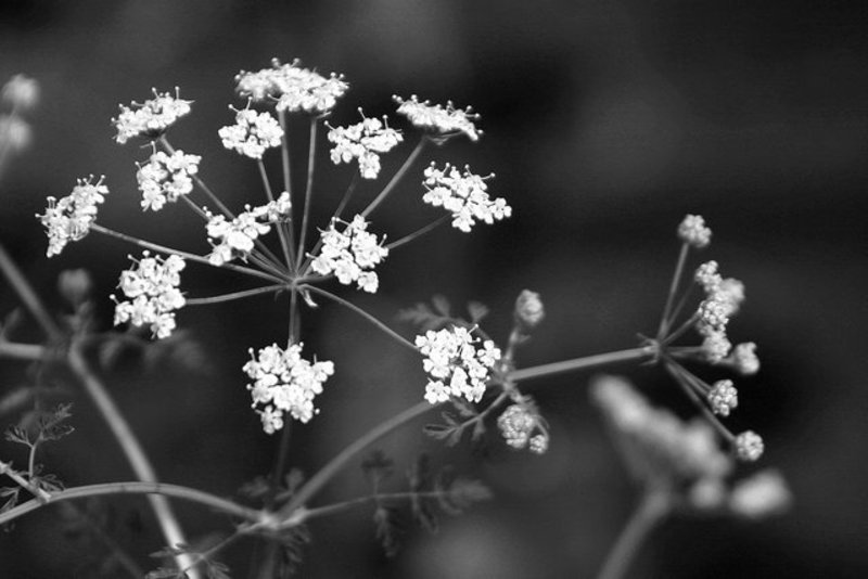 Bunches