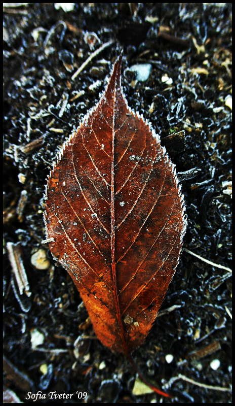 frozen-leaf