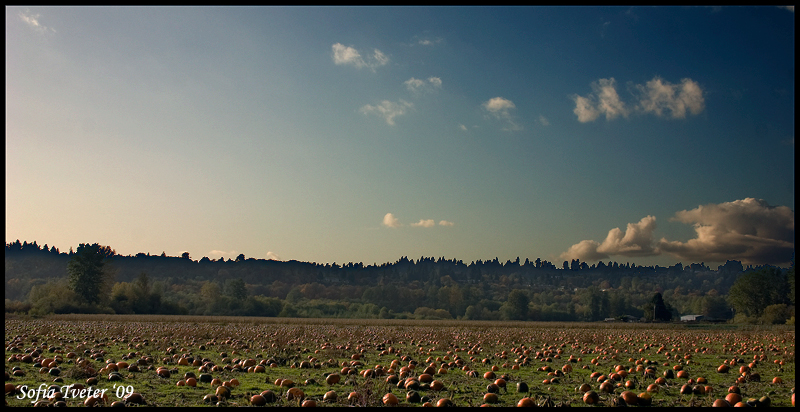 pumpkin-fields