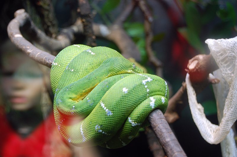 snake.jpg