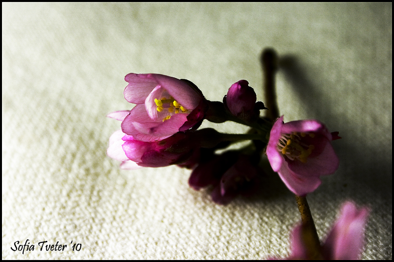 Blossoms