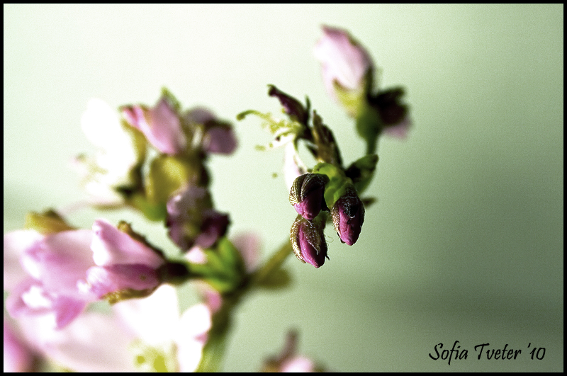 Delicate