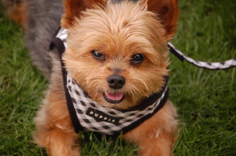 Puppia