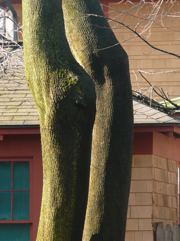 Nice Legs! Or Not.