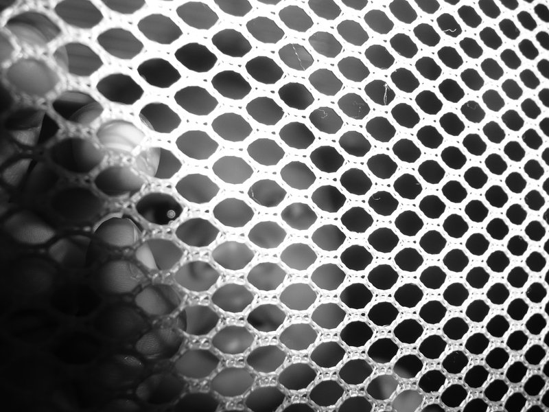 I know why the caged baby sings