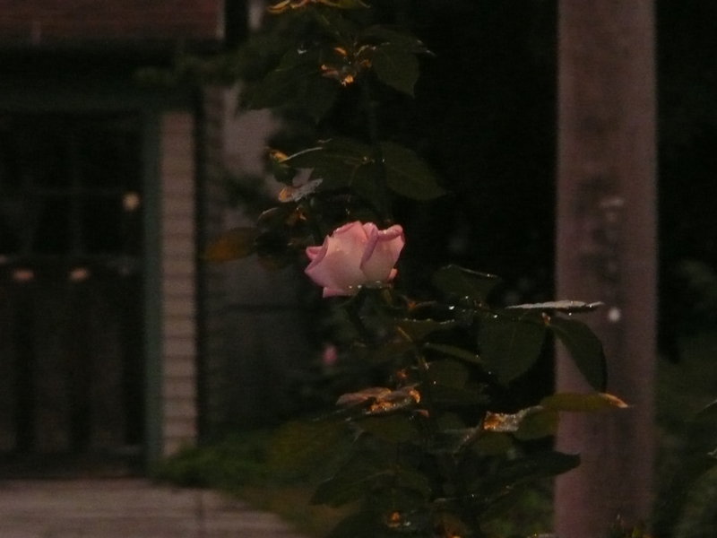 Alley Rose