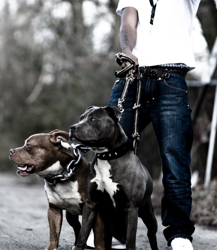 Bulls