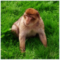 Barbary Macaque Monkey (two)