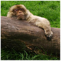 Barbary Macaque Monkey (three) 