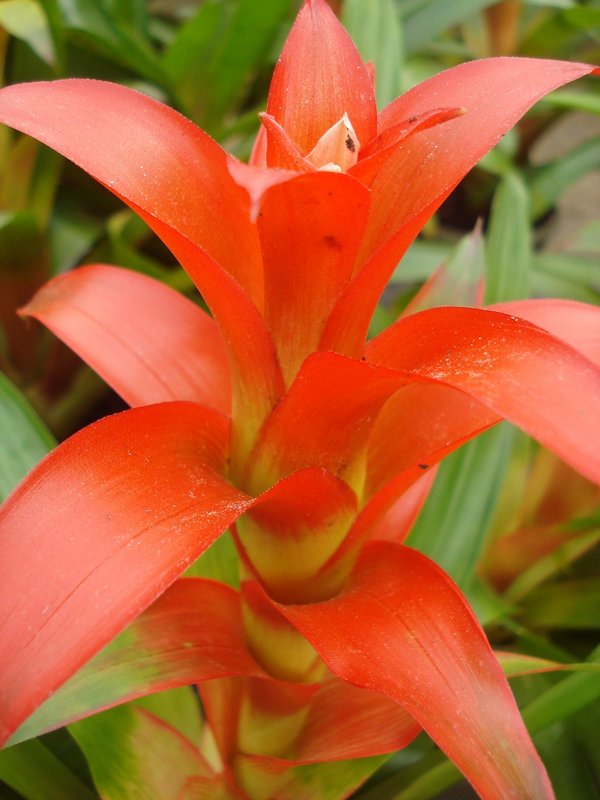 Orange Star