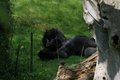 resting gorilla