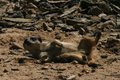 Meerkat