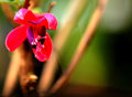 First-Bloom-web.jpg