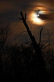 Moon-Halo-web.jpg