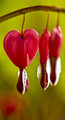 bleeding heart.jpg