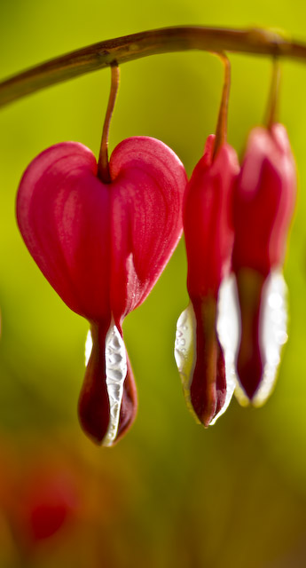 bleeding heart.jpg
