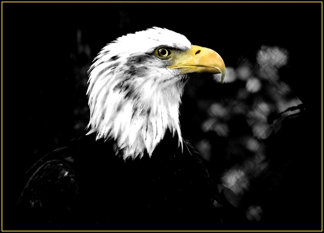 Eagle (1 of 1).jpg