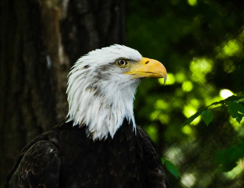 Eagle 2 (1 of 1).jpg