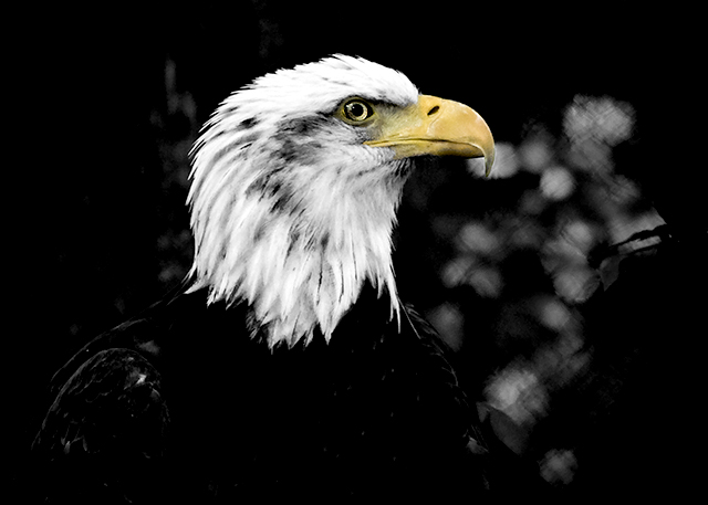 eagle-3.jpg