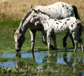 two times the spots-wm.jpg