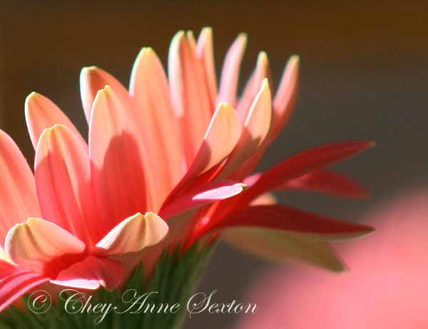 beautiful petals of pink.jpg