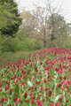 CrimsonClover