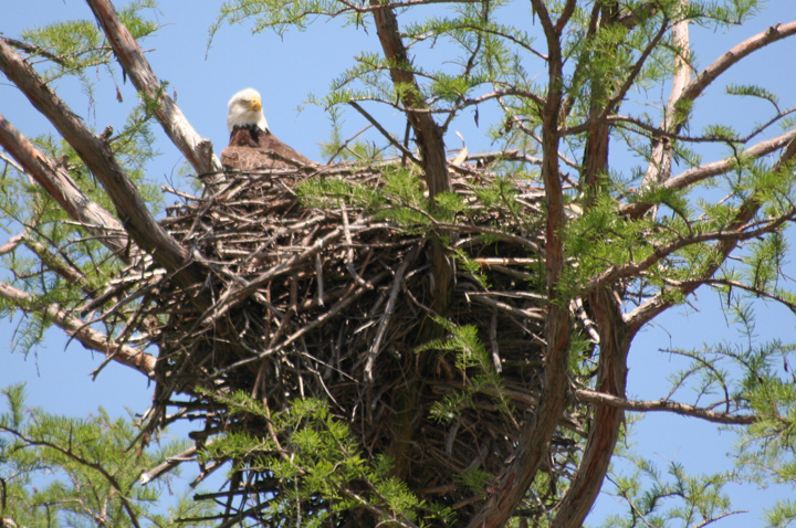 Eagle Nest