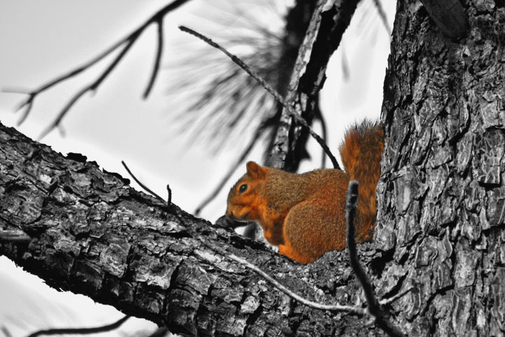 Squirrel BLURI