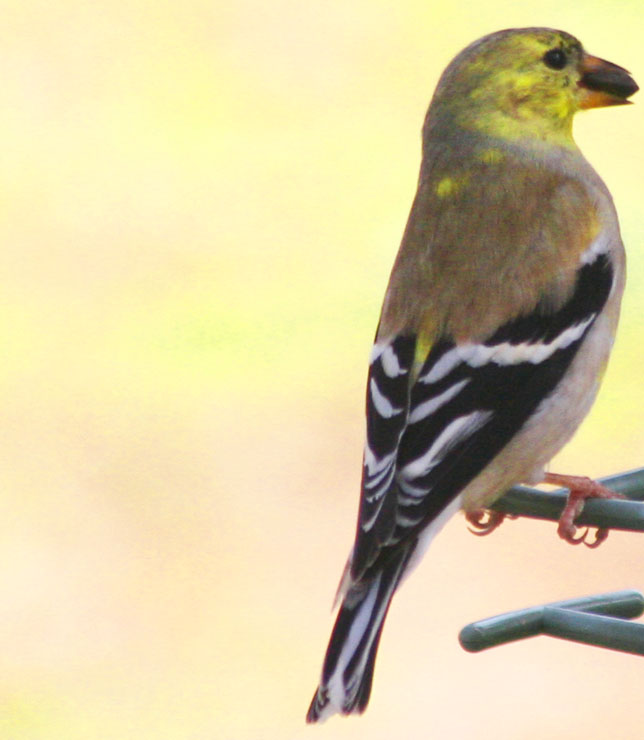 Young GoldFinch