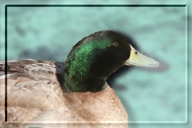 Mallard BLUR I