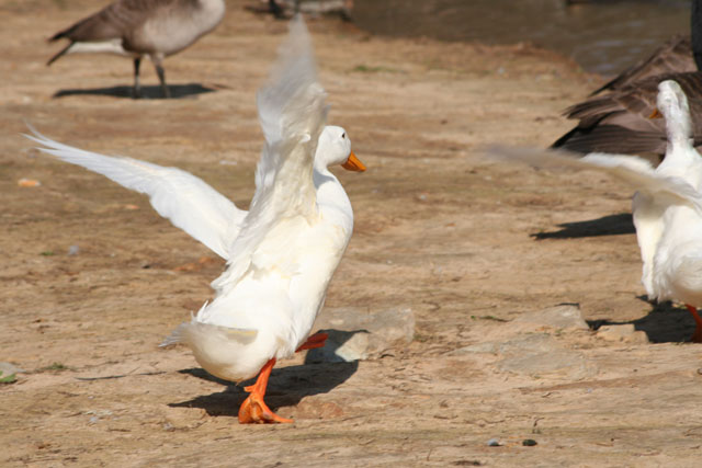 Duck BLUR I.jpg