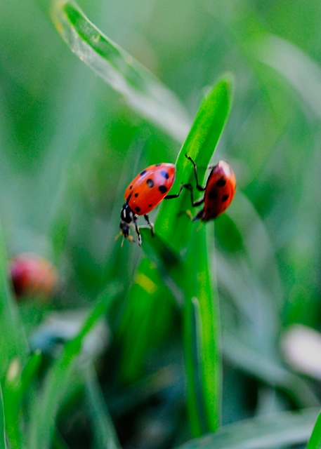 lady-bugs_20080729-944.jpg