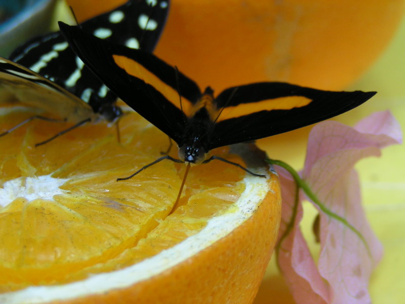 Butterflies