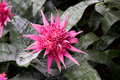 pinkflower.jpg