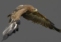 stormrider-720_DSC2810.jpg