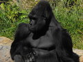 Gorilla.JPG
